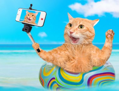 Kedi rahatlatıcı bir akıllı telefon ile birlikte bir selfie alarak denizde şişme.