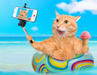 Kedi rahatlatıcı bir akıllı telefon ile birlikte bir selfie alarak denizde şişme.