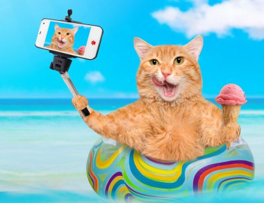 Kedi rahatlatıcı bir akıllı telefon ile birlikte bir selfie alarak denizde şişme.