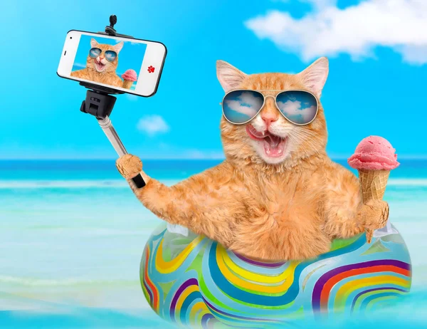 Γάτα φορώντας γυαλιά ηλίου χαλαρωτικό σε στρώμα αέρα στη θάλασσα λαμβάνοντας μια αυτοπορτρέτα μαζί με ένα smartphone. — Φωτογραφία Αρχείου