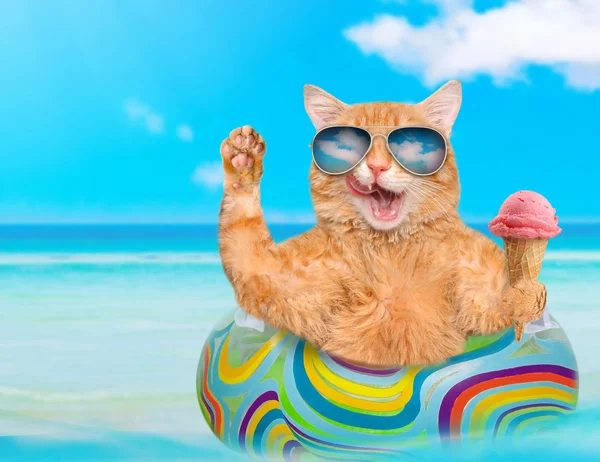 Gato con gafas de sol relajándose en colchón de aire en el mar  . —  Fotos de Stock