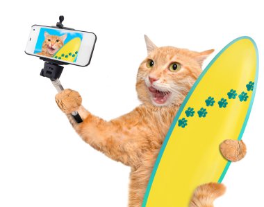 Sahilde bir akıllı telefon ile birlikte bir selfie alarak güzel sörfçü kedi. 