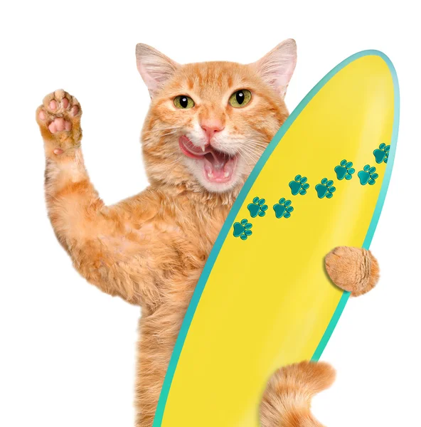 Belo gato surfista na praia. Isolado no branco . — Fotografia de Stock