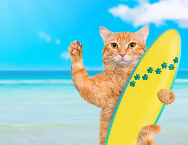 Bellissimo gatto surfista sulla spiaggia  . — Foto Stock