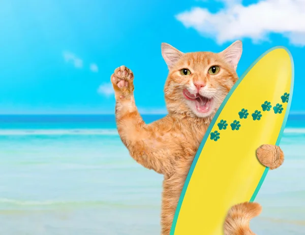 Hermoso gato surfista en la playa  . — Foto de Stock