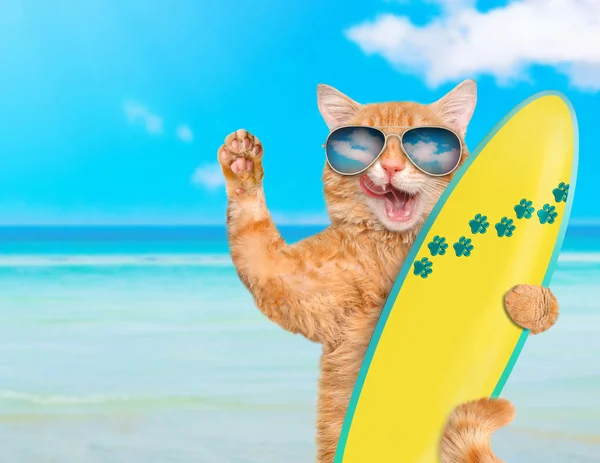 Hermoso gato surfista en la playa  . —  Fotos de Stock