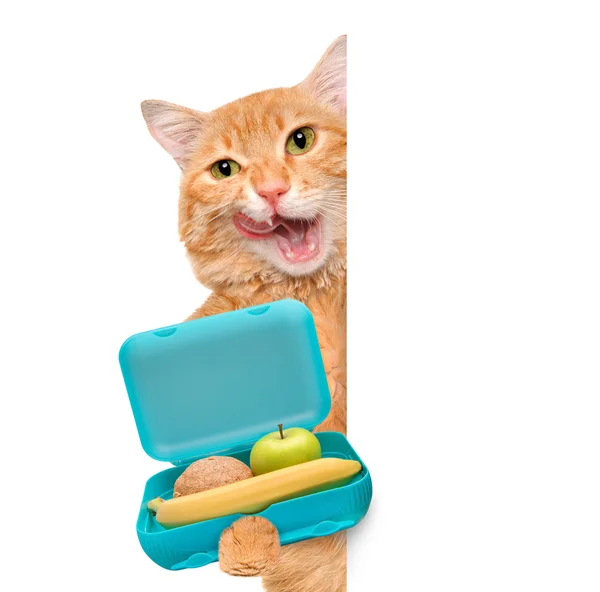 Cat with books and lunch box over white banner. — Stock Photo, Image