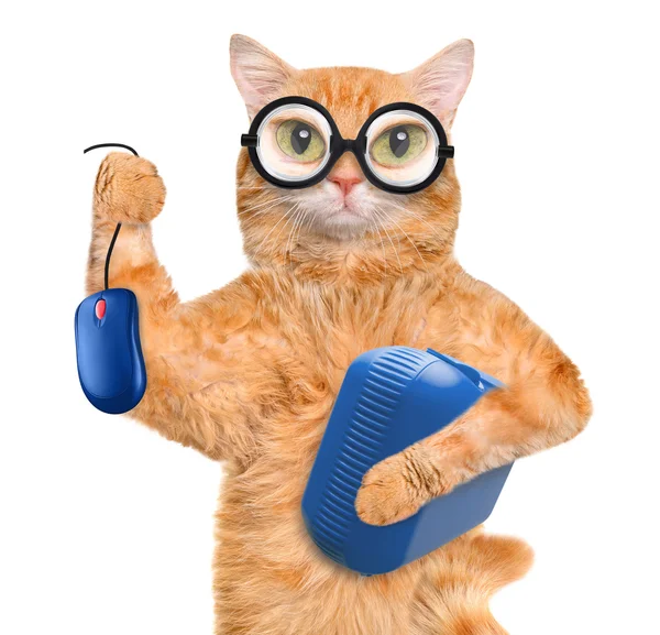 Cat with computer mouse and lunch box. — Stock Photo, Image