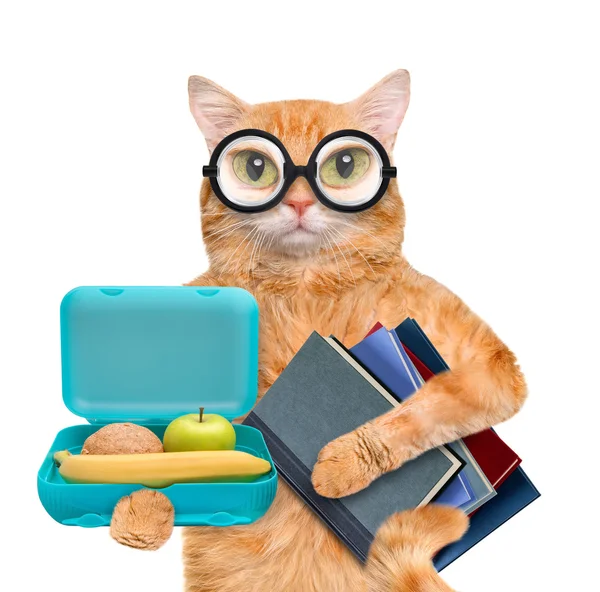 Kat met boeken en de doos van de lunch van de school. — Stockfoto