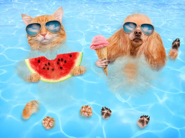 Cat and dog wearing sunglasses relaxing in the sea .