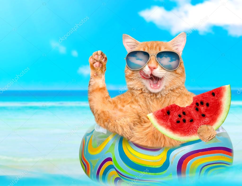 Luftmatratze Katze Luftmatratze Katze