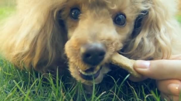 Hund frisst selbst gebackene Kekse — Stockvideo