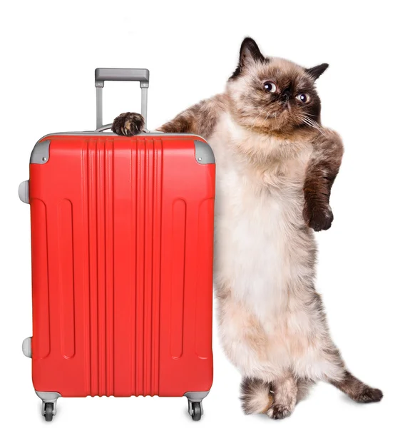 सुटकेस असलेली मांजर. पांढरा वर पृथक् . — स्टॉक फोटो, इमेज