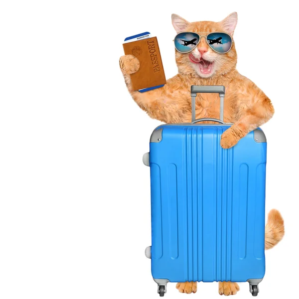 Red cat with a suitcase and document. — Stock Photo, Image