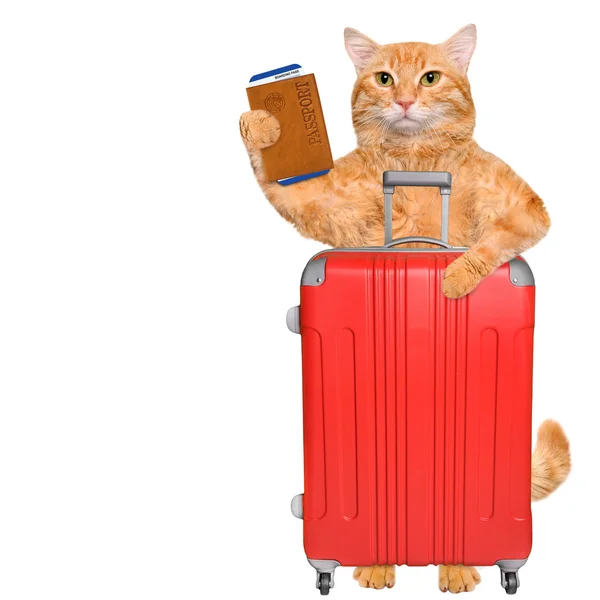 Chat rouge avec une valise et un document . — Photo