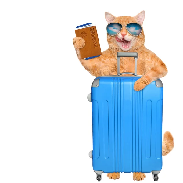 Red cat with a suitcase and document. — Stock Photo, Image