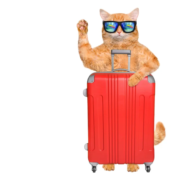 Red cat with a suitcase. Cat wearing sunglasses relaxing in the sea background. — Stock Photo, Image