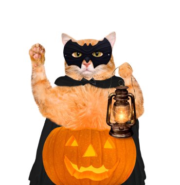 Giyinen Cadılar Bayramı için bir kabak ile kedi.