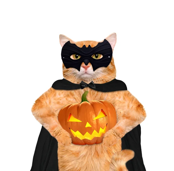 Katt som bär kostym för halloween med en pumpa. — Stockfoto