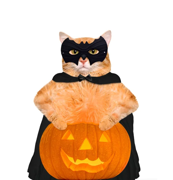 Gato disfrazado para Halloween con una calabaza . —  Fotos de Stock