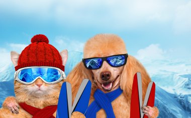 Kedi ve köpek giyen gözlük rahatlatıcı dağda Kayak.