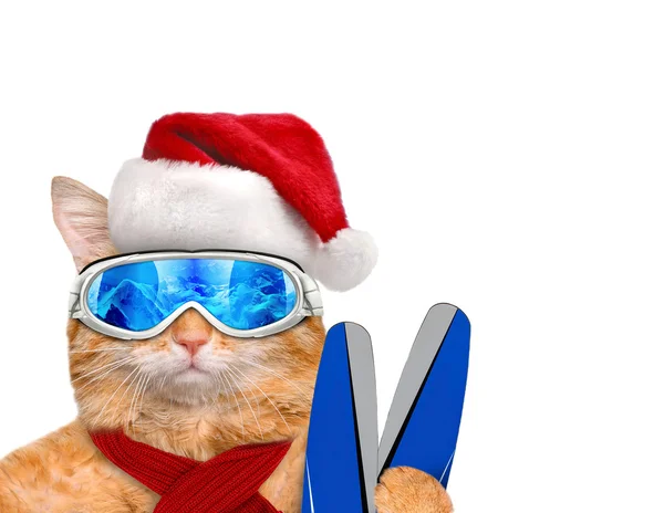 Cat skier in red Christmas hat. — Stock Photo, Image