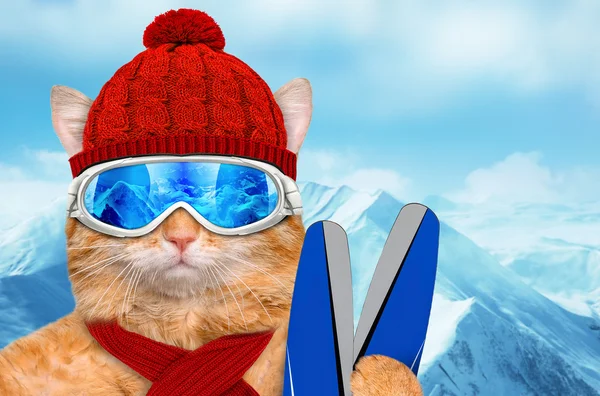 Cat wearing ski goggles relaxing in the mountain. — Stock Photo, Image