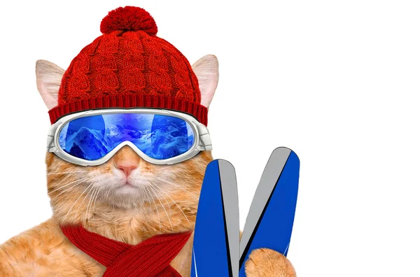 Kočka na sobě lyžařské brýle relaxační v hoře. — Stock fotografie