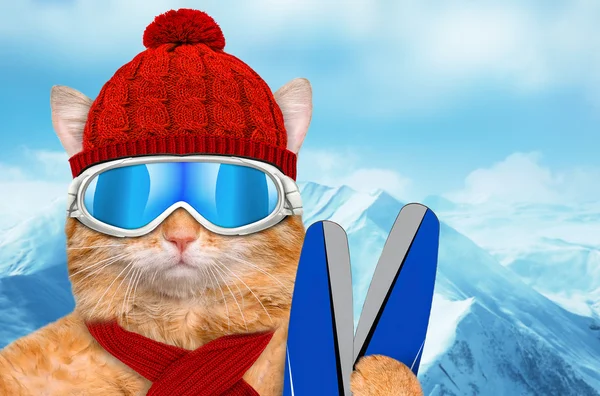 Cat wearing ski goggles relaxing in the mountain. — Stock Photo, Image