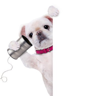 köpek ile bir telefon.