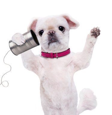 köpek ile bir telefon.