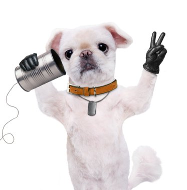Köpek bir kutu ile telefonda. Köpek ile barış parmak siyah deri.