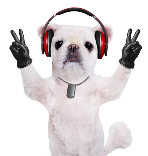 Auriculares para perros. Aislado en el blanco . — Foto de Stock