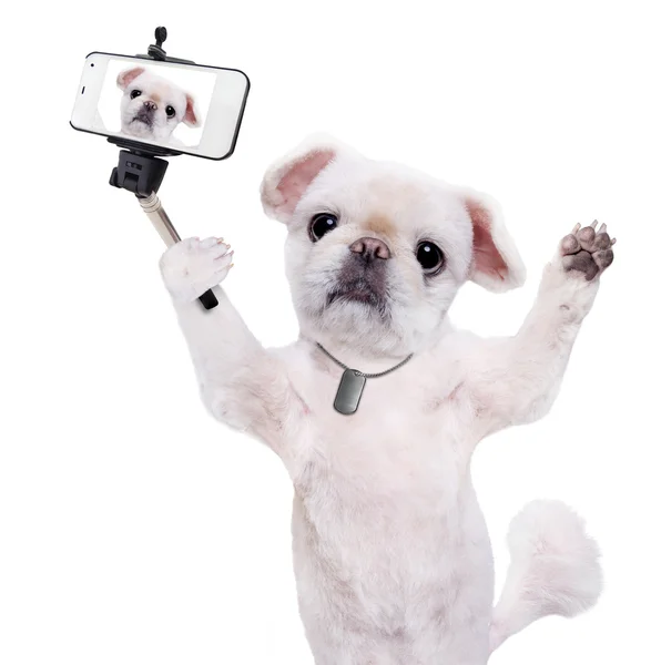 Cão tirando uma selfie com um smartphoner . — Fotografia de Stock