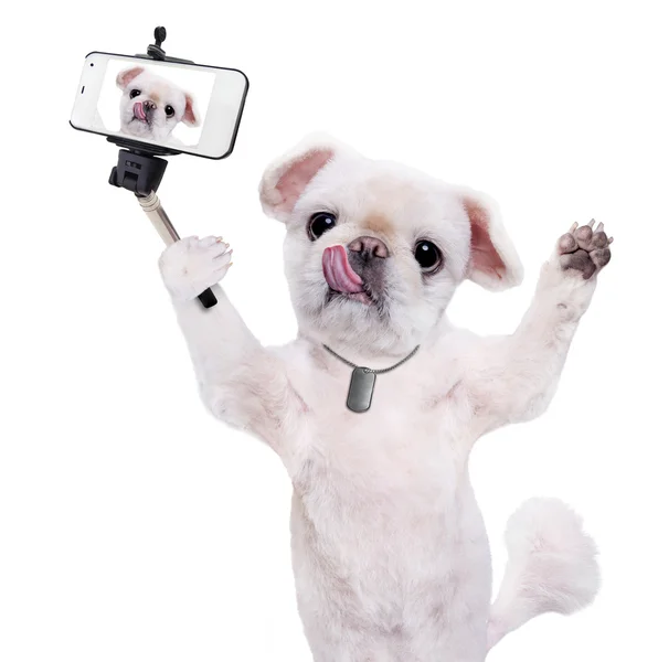 Dog taking a selfie with a smartphoner. — Stock Photo, Image