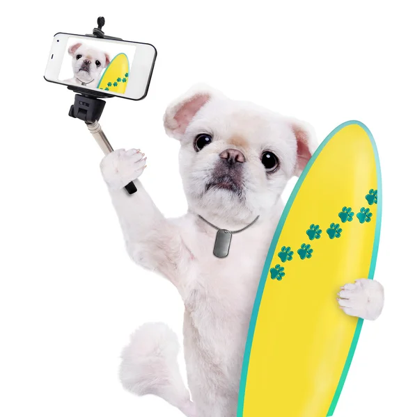 Vackra surfer hund på stranden tar en selfie tillsammans med en smartphone. — Stockfoto