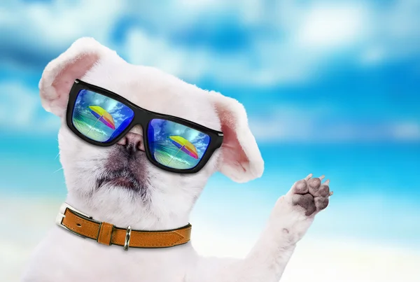 Dog wearing sunglasses relaxing in the sea background. — Stock Photo, Image