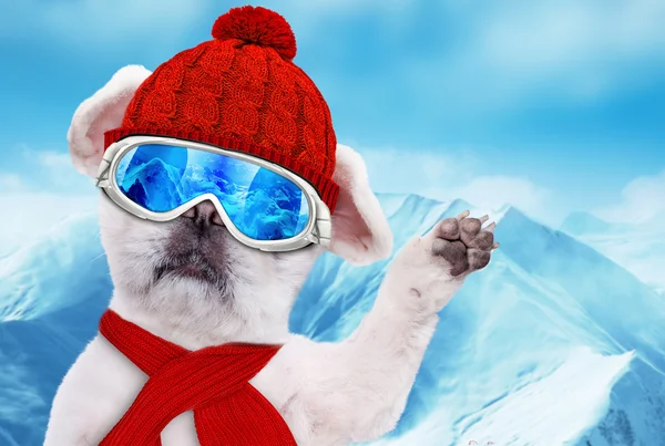 Hond draagt ski goggles ontspannen in de berg. — Stockfoto