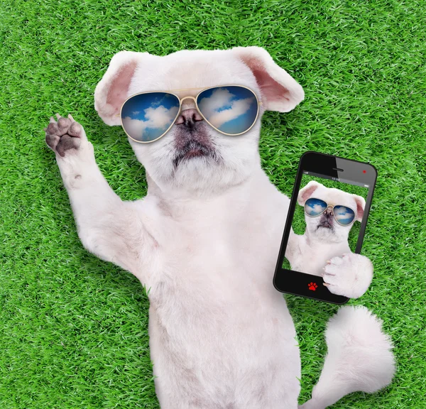 Pes nosí sluneční brýle relaxační, přičemž selfie. — Stock fotografie