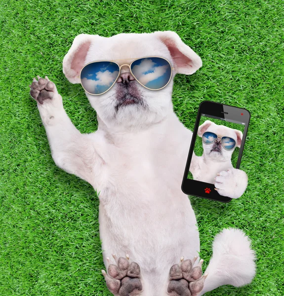 Hund mit Sonnenbrille macht entspannt ein Selfie. — Stockfoto