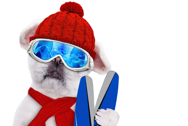 Hond draagt ski goggles ontspannen in de berg. — Stockfoto