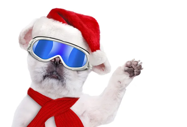Piros karácsonyi kalapot visel kutya tevékeny síelő védőszemüveg, pihentető a hegy. — Stock Fotó