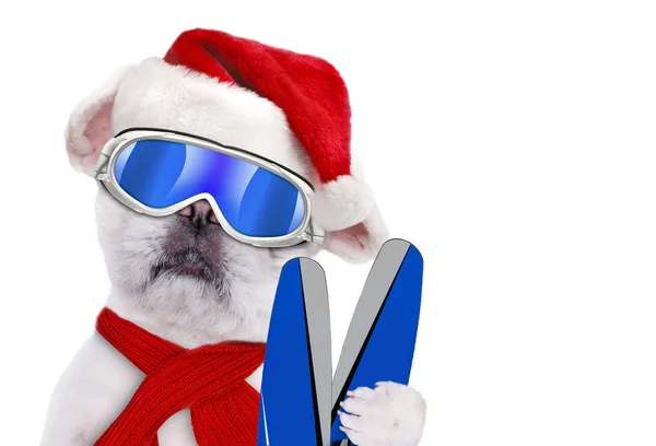Dog skier in red Christmas hat wearing ski goggles relaxing in the mountain. — Stock Photo, Image