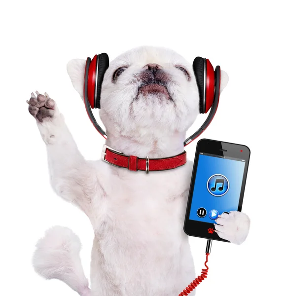 Hond hoofdtelefoon. Isoleren op de witte achtergrond. — Stockfoto