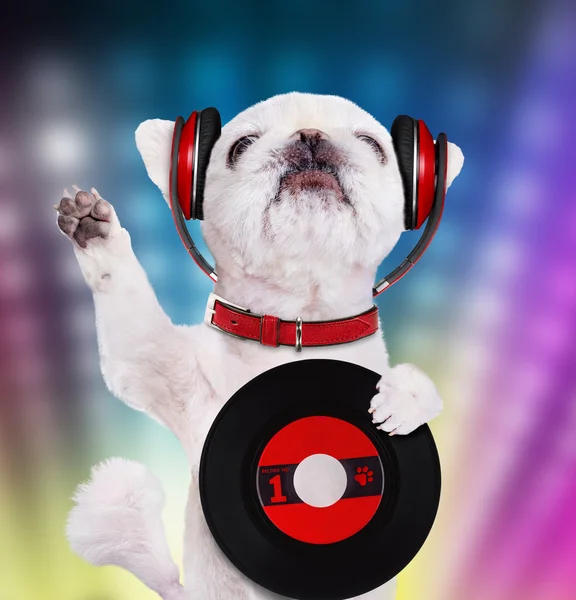 Music headphone vinyl record dog. — Stock Photo, Image