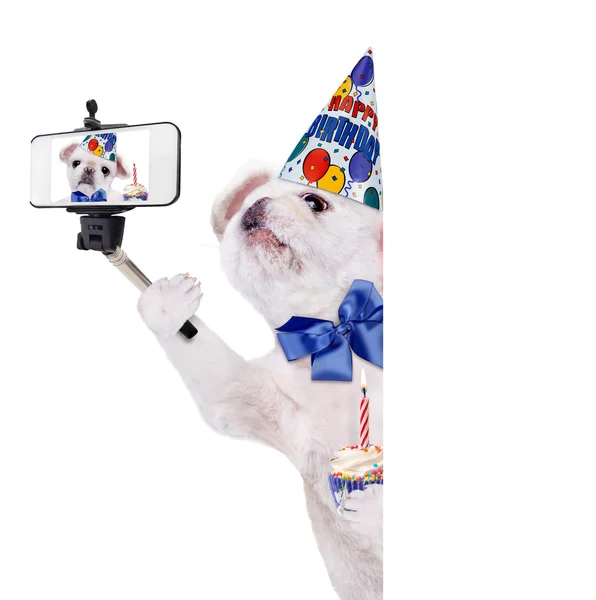 Birthday dog taking a selfie together with a smartphone. — Stock Photo, Image