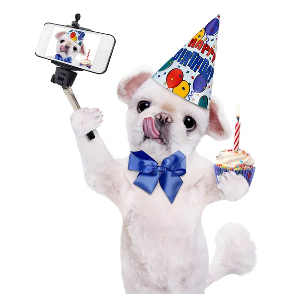 Cane di compleanno che prende un selfie insieme a uno smartphone . — Foto Stock