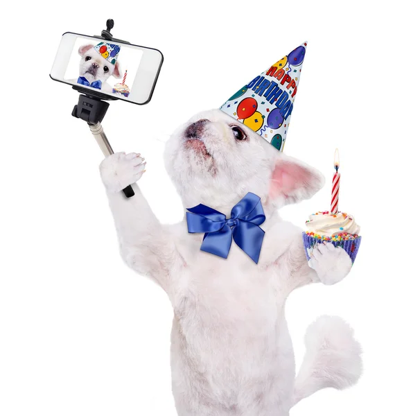 Perro de cumpleaños tomando una selfie junto con un teléfono inteligente . — Foto de Stock