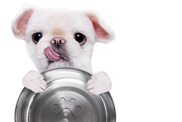 Πεινασμένο σκύλο κρατώντας το Κύπελλο τροφίμων, απομονώνονται σε λευκό φόντο. — Φωτογραφία Αρχείου