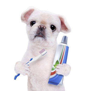 köpek dişleri fırçalama . 